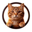 Cat PNG