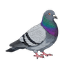 PigeonPod
